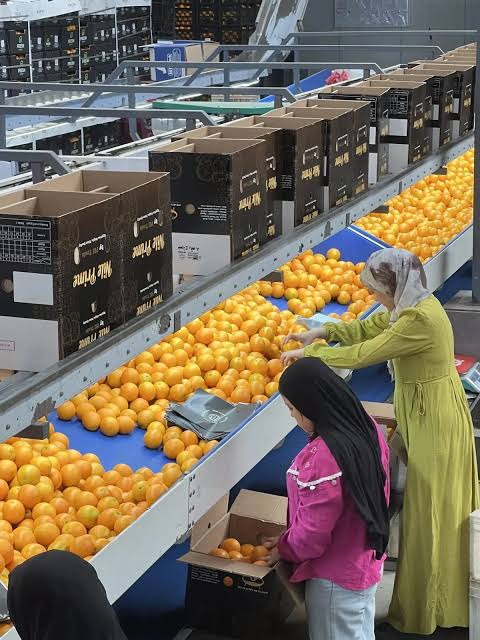Citrus and Herbs B2B Sourcing