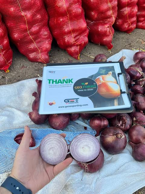 Fresh Onions B2B Export